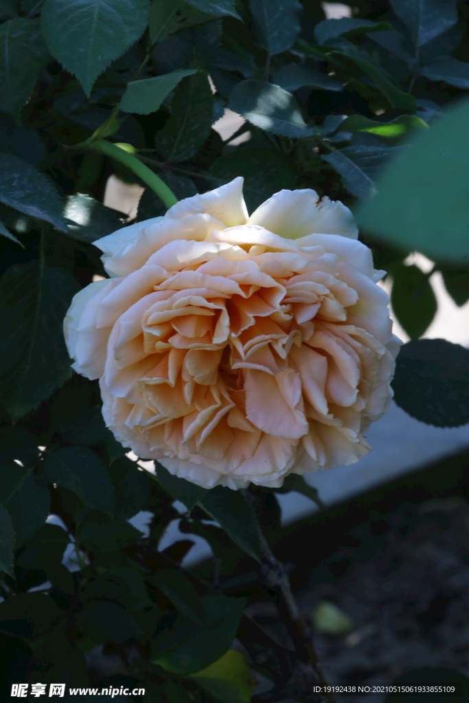月季花 