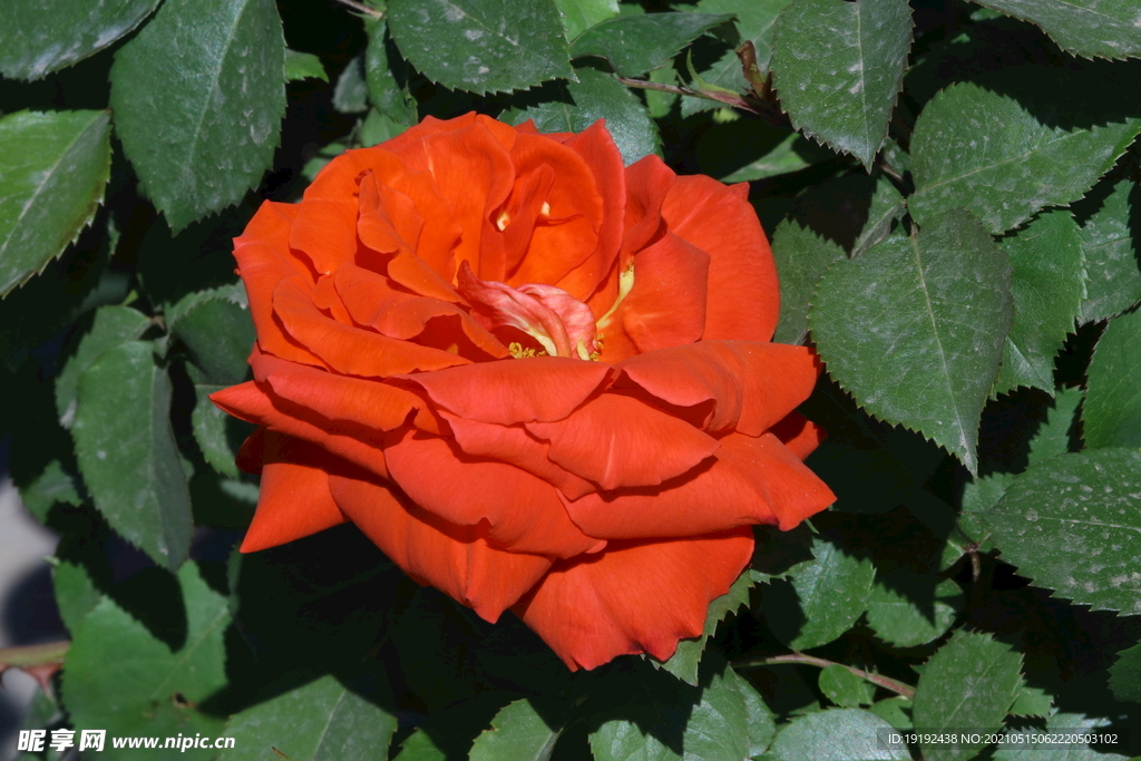 月季花 
