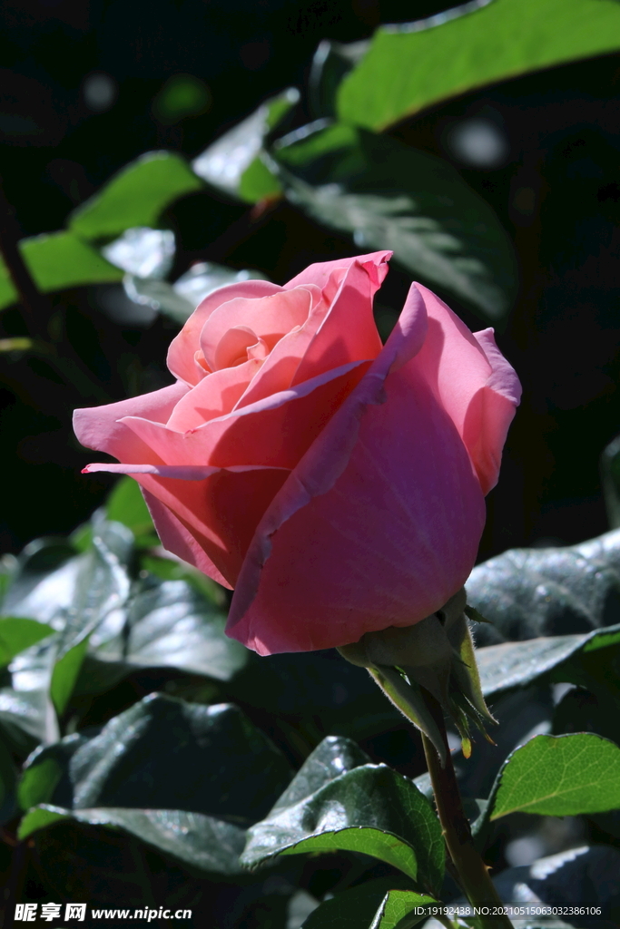 月季花 