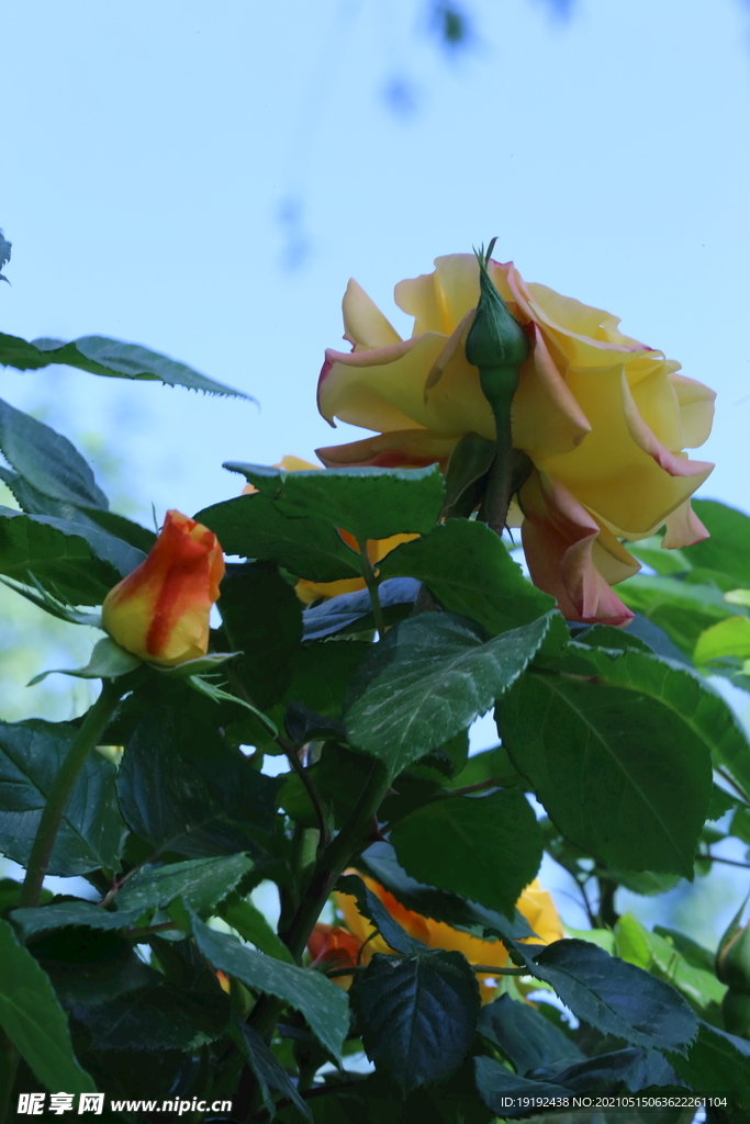 月季花