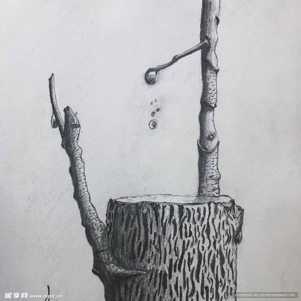 雨后枯枝