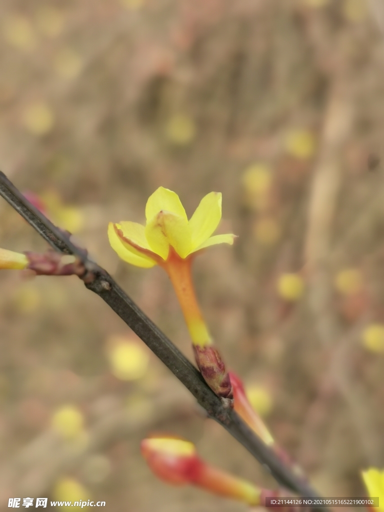 迎春花