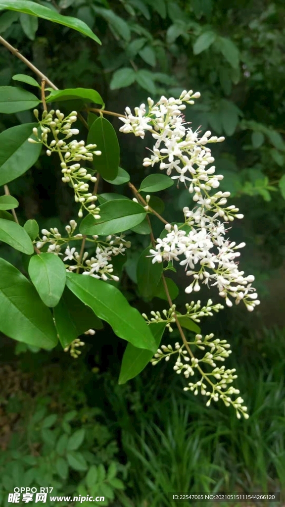 白色女贞花