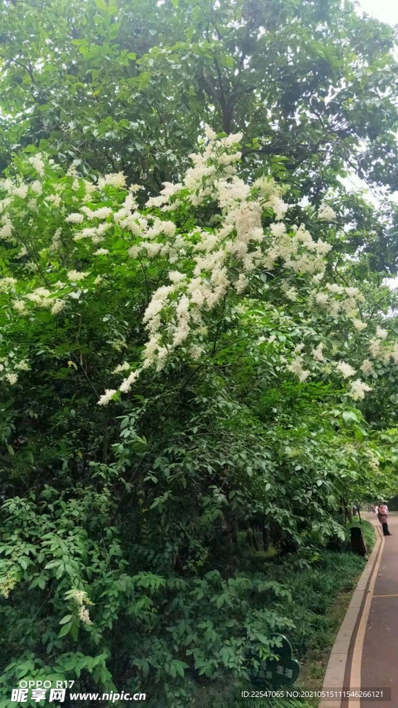 植物园里的女贞树花