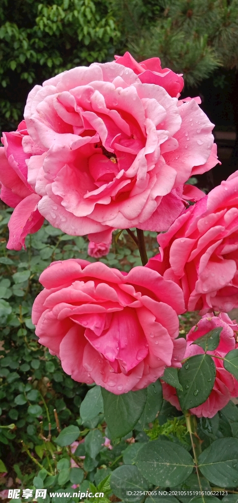 月季花