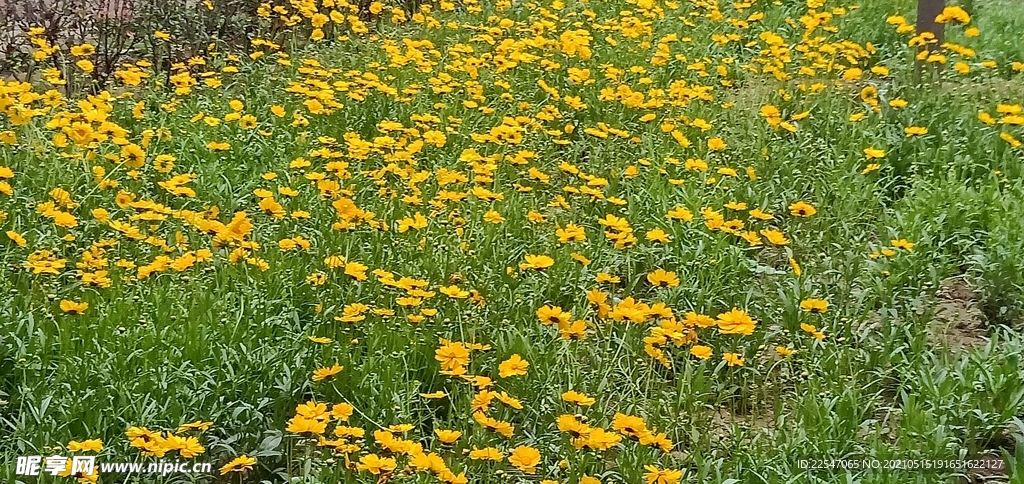 金鸡草 草坪  黄色  花朵 