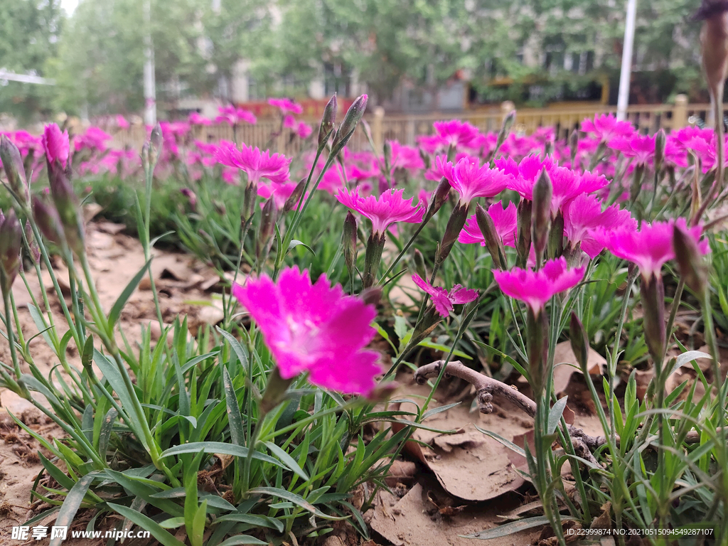 红花