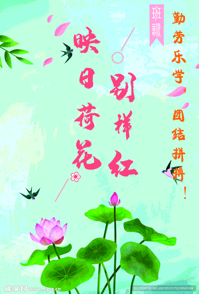 荷花照片