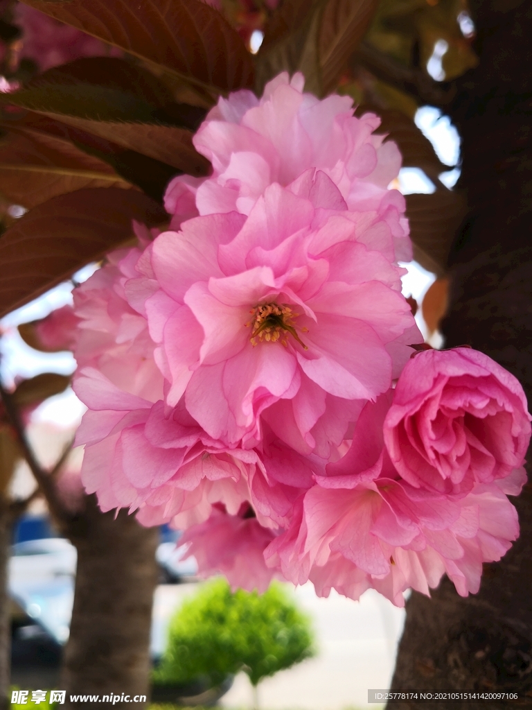 樱花