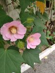 粉色的花