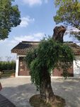沙家浜