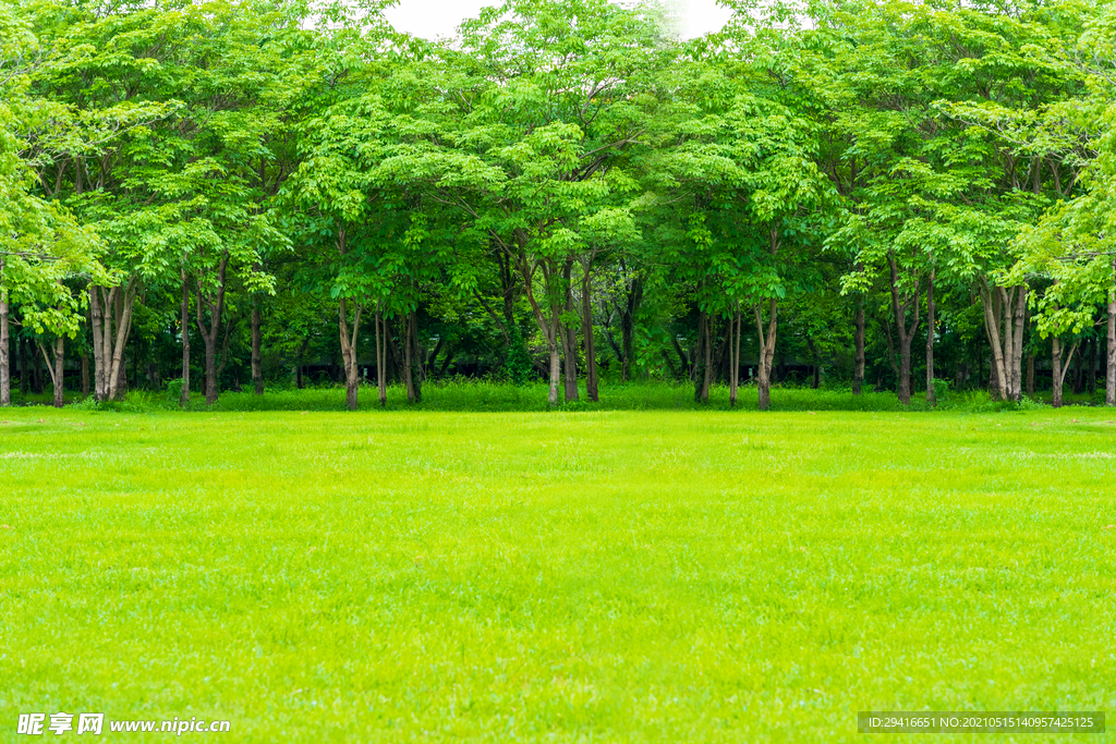 绿色草地