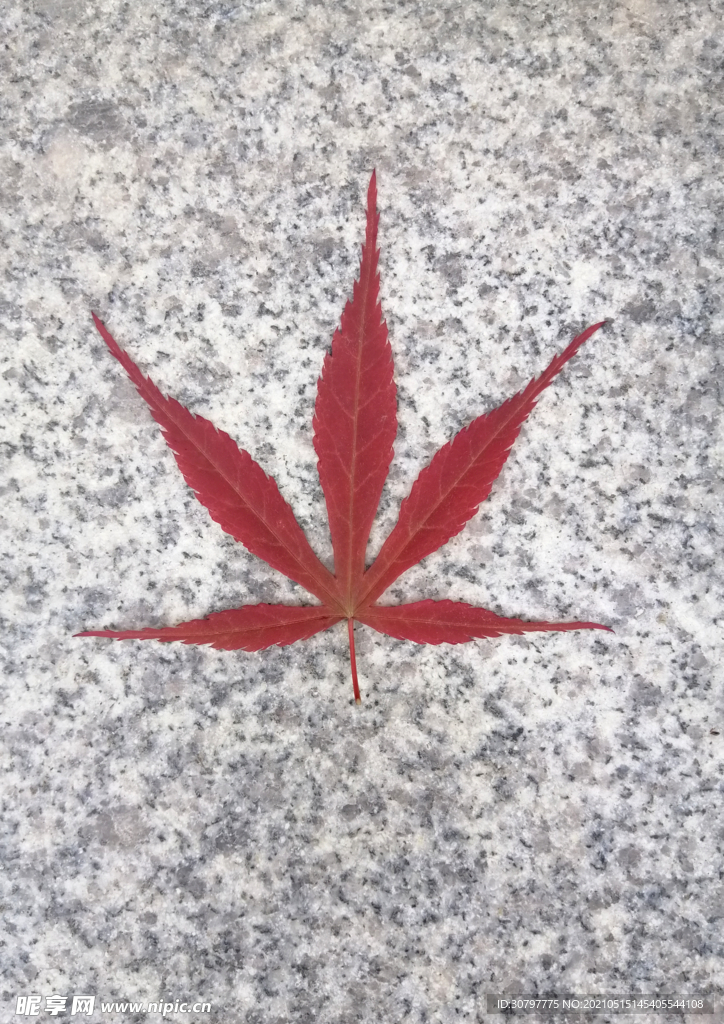 枫叶