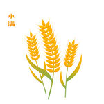小满