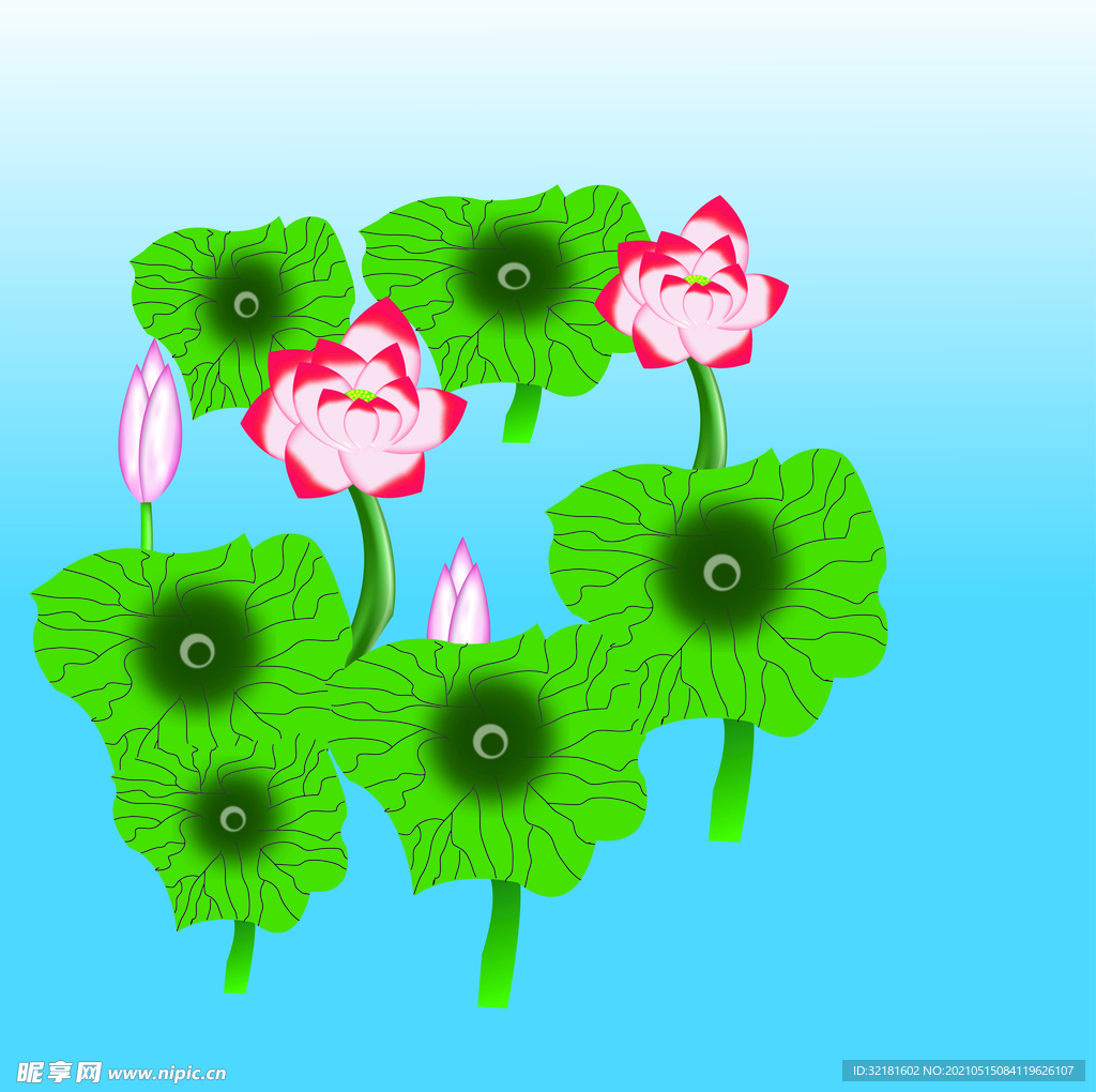荷花