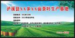 茶叶基地宣传