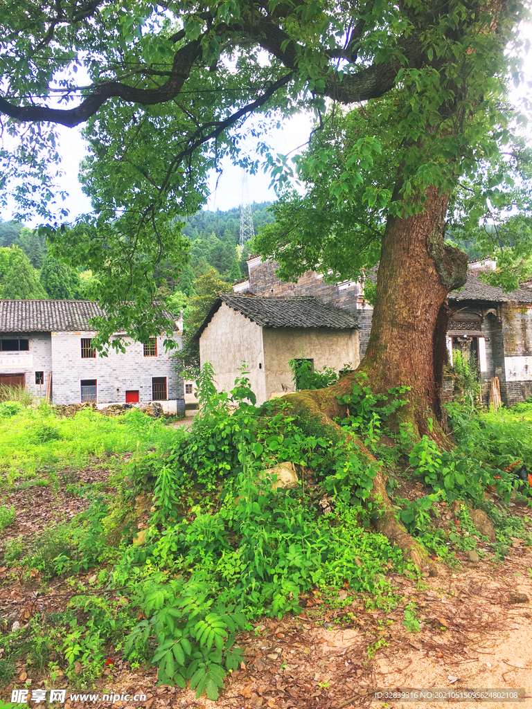 乡村大古树树头风景照片