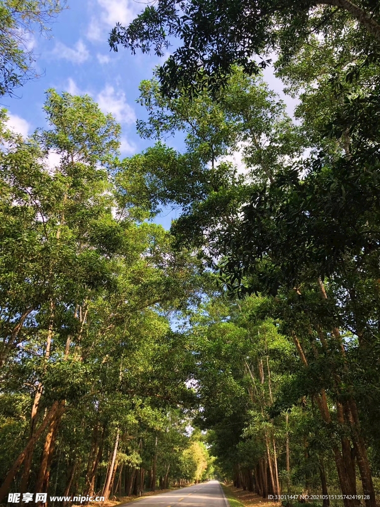 绿树