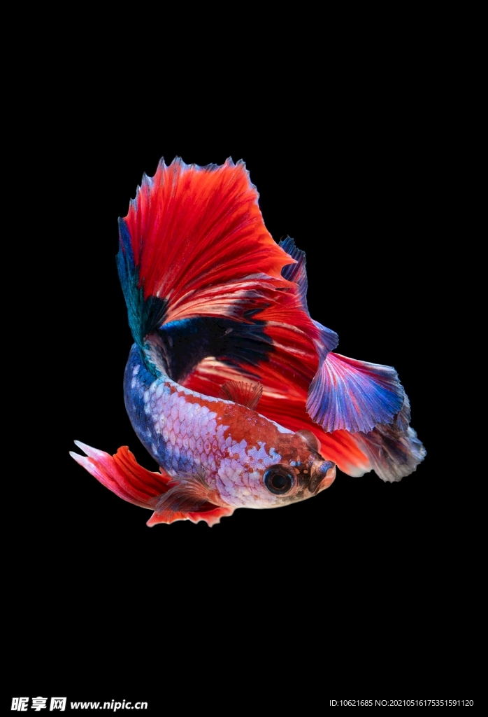 鱼              