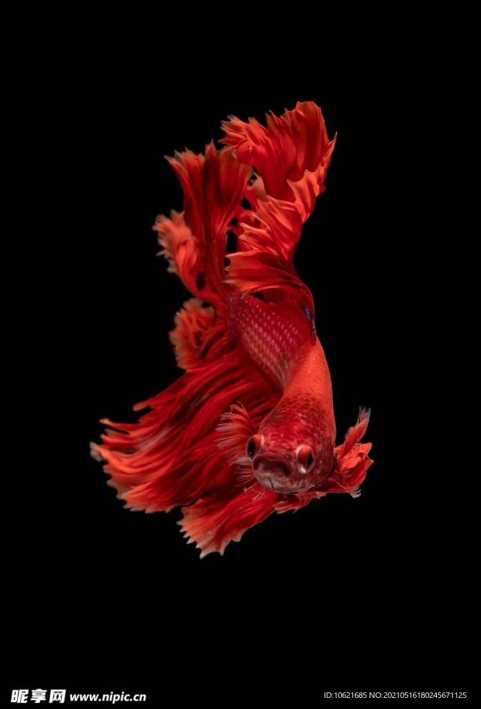 鱼              