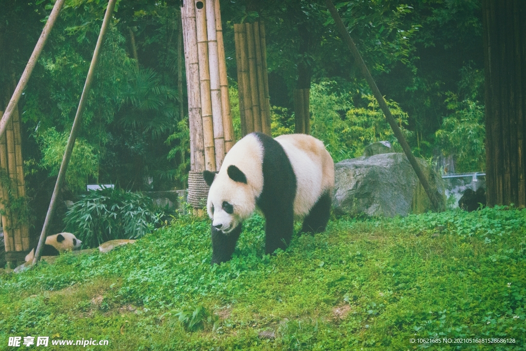 熊              