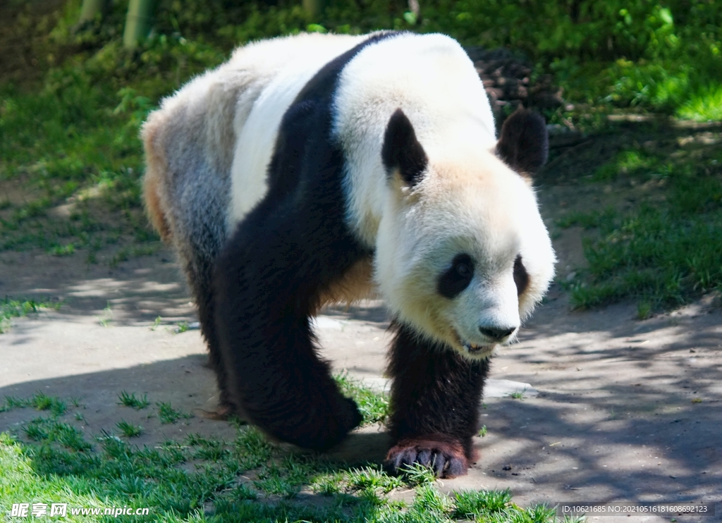 熊              