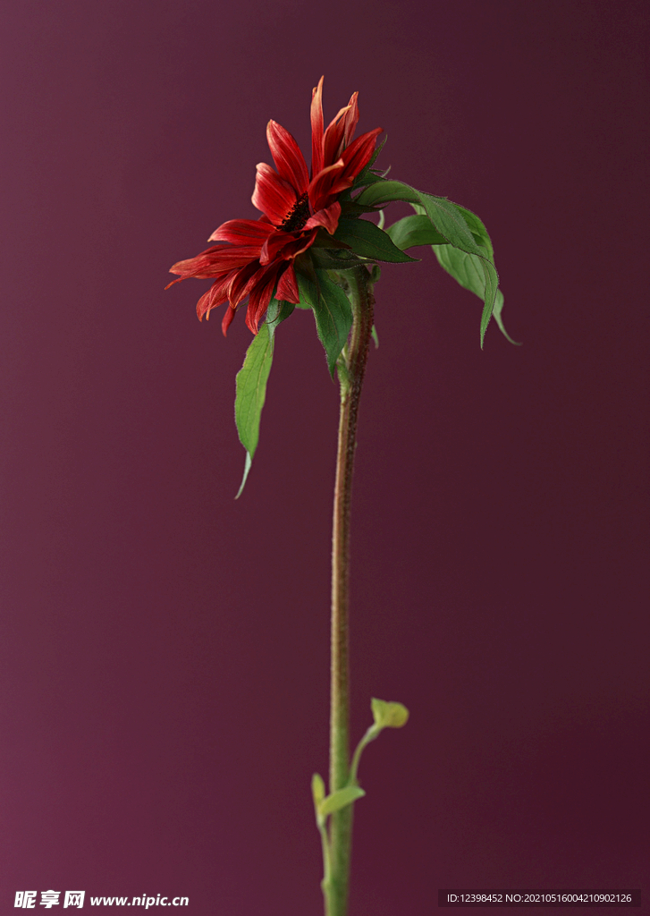 红色的非洲菊