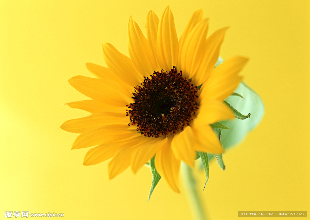 葵花
