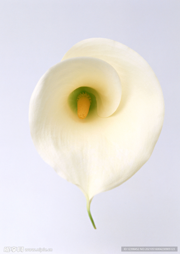 马蹄莲鲜花