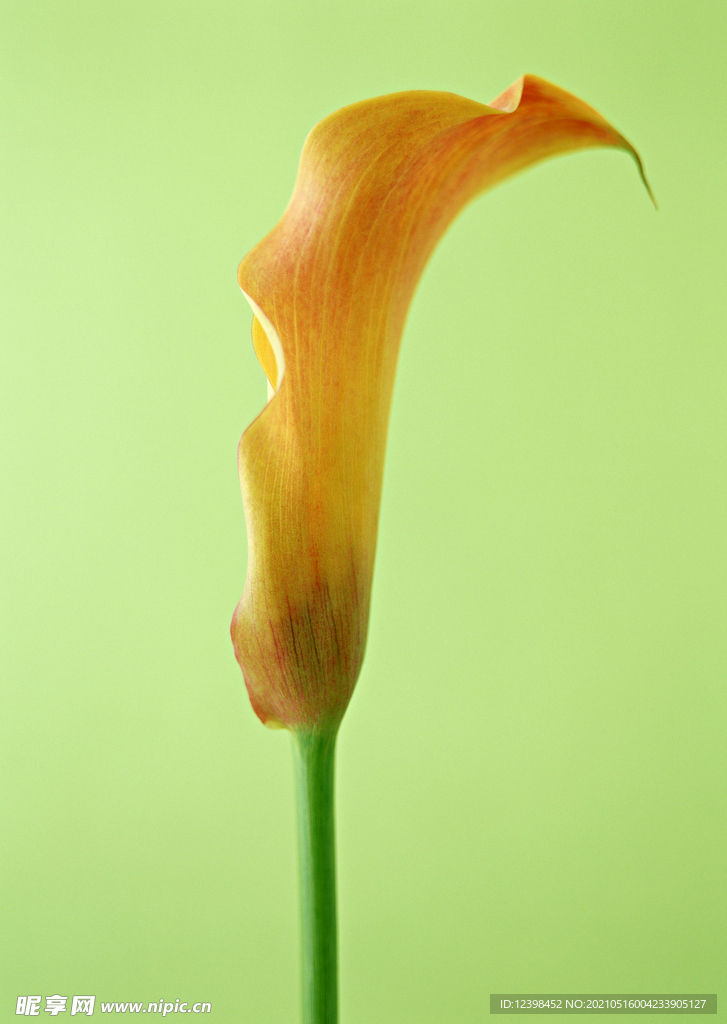 马蹄莲鲜花