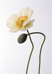 野罂粟鲜花