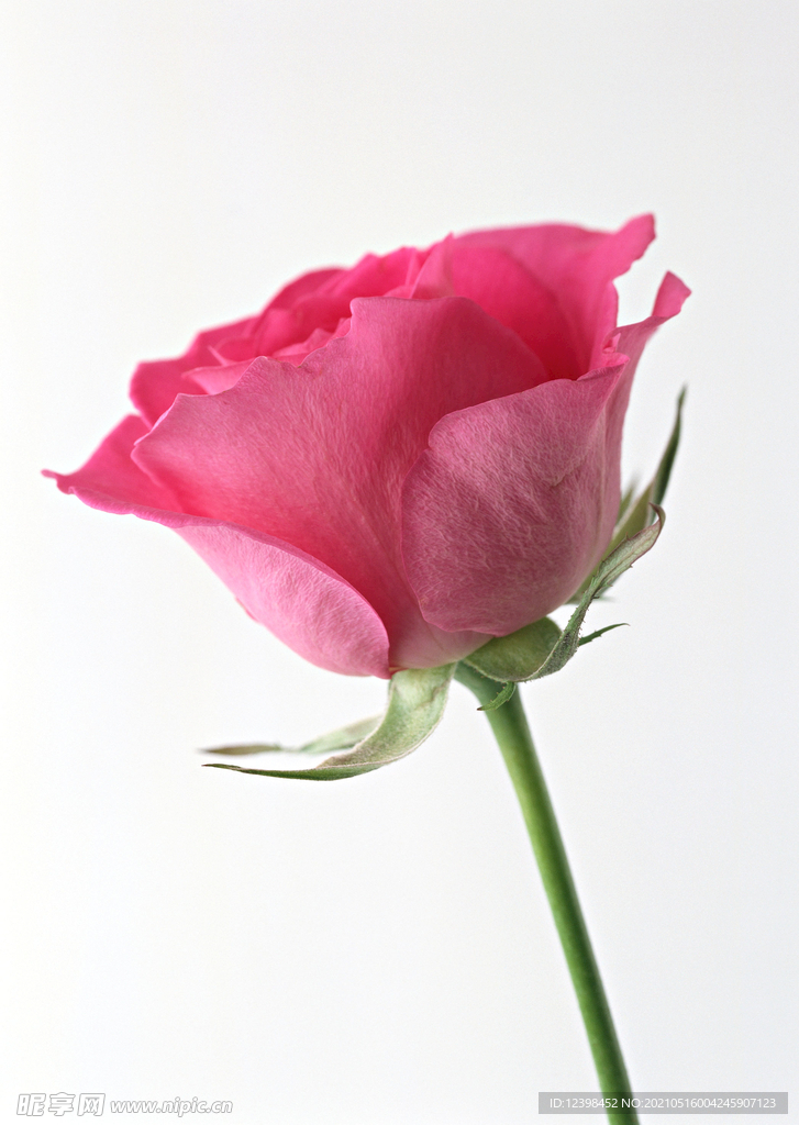 玫瑰花