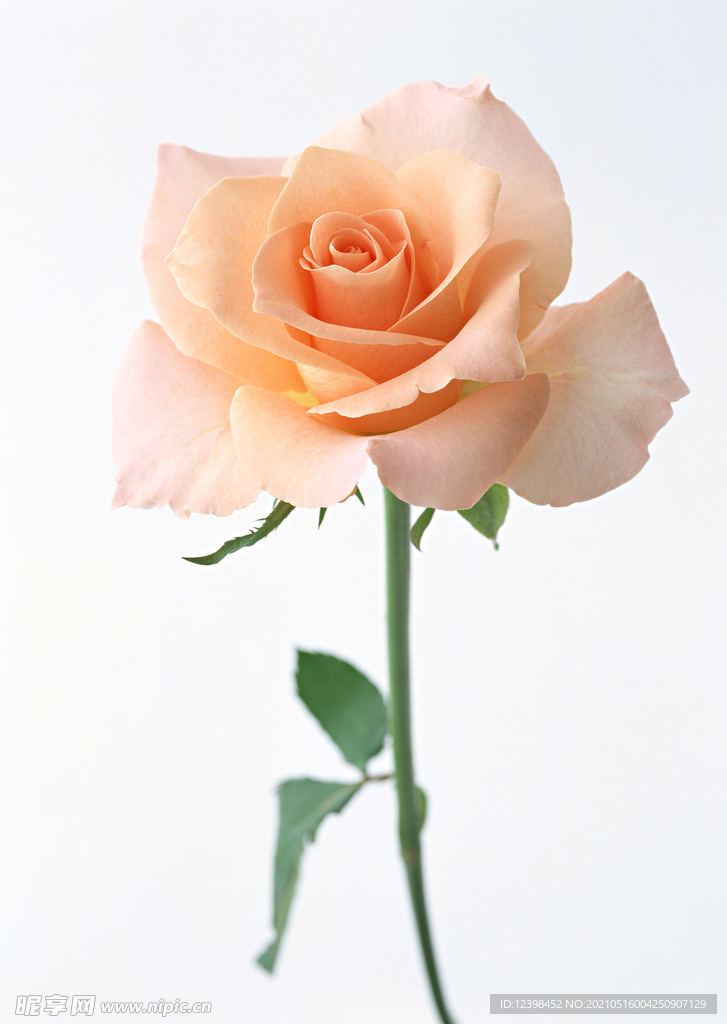 玫瑰花
