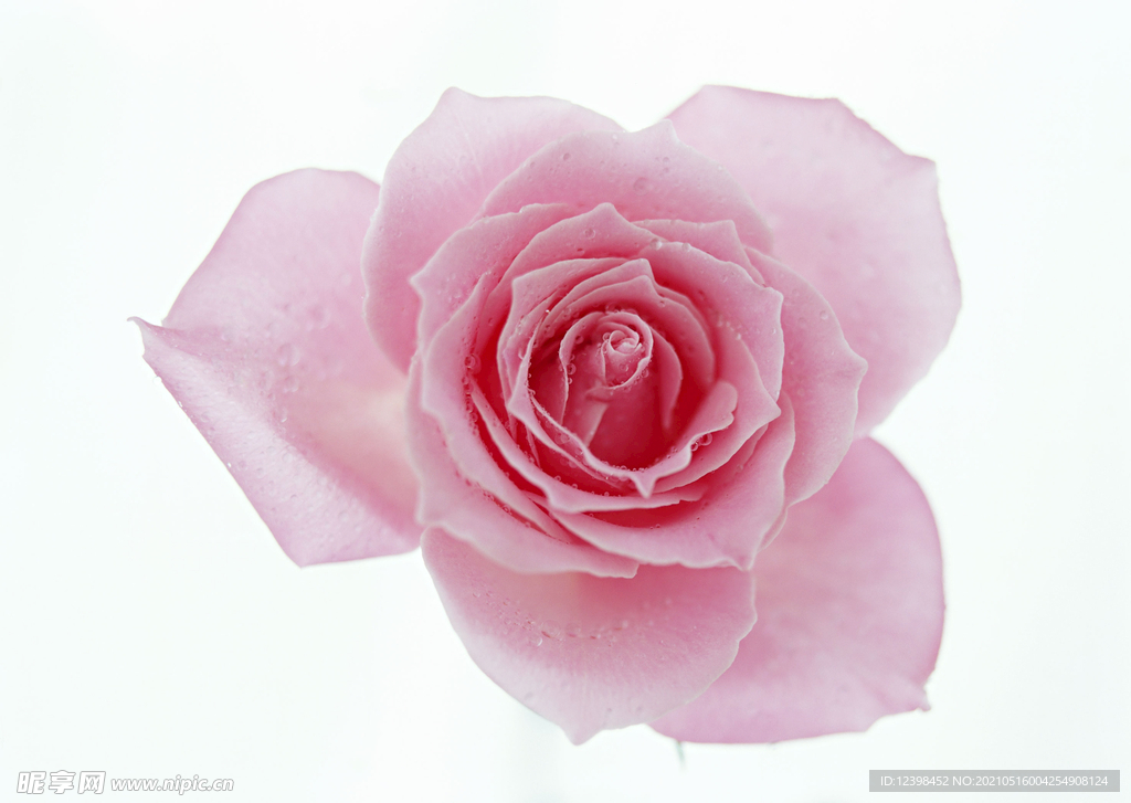玫瑰花