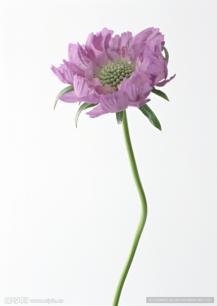 翠菊