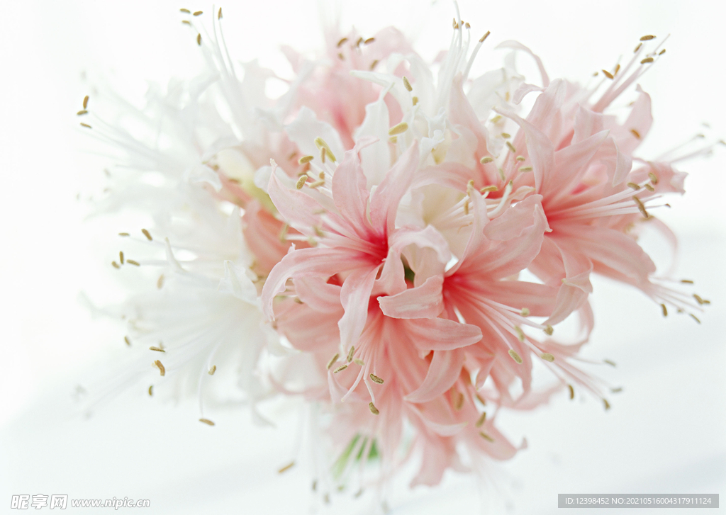 百合花