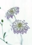 蒲公英鲜花