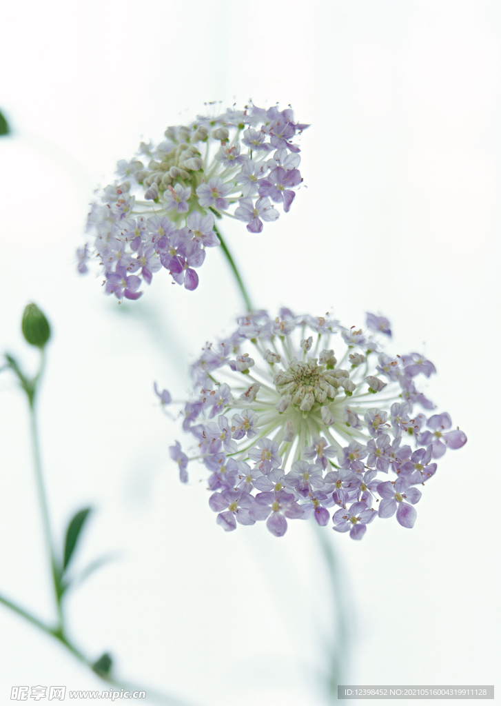 蒲公英鲜花
