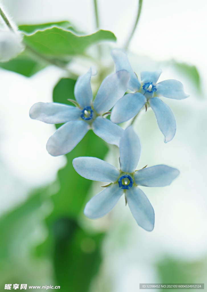 紫白色小花