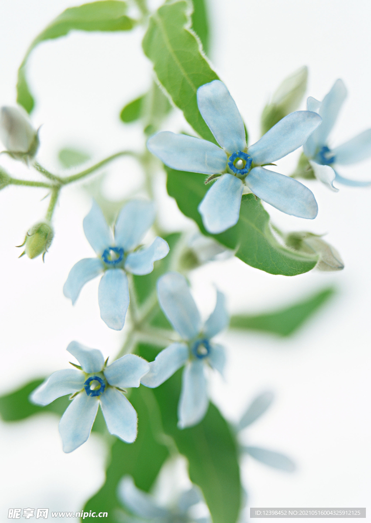紫白色的小鲜花