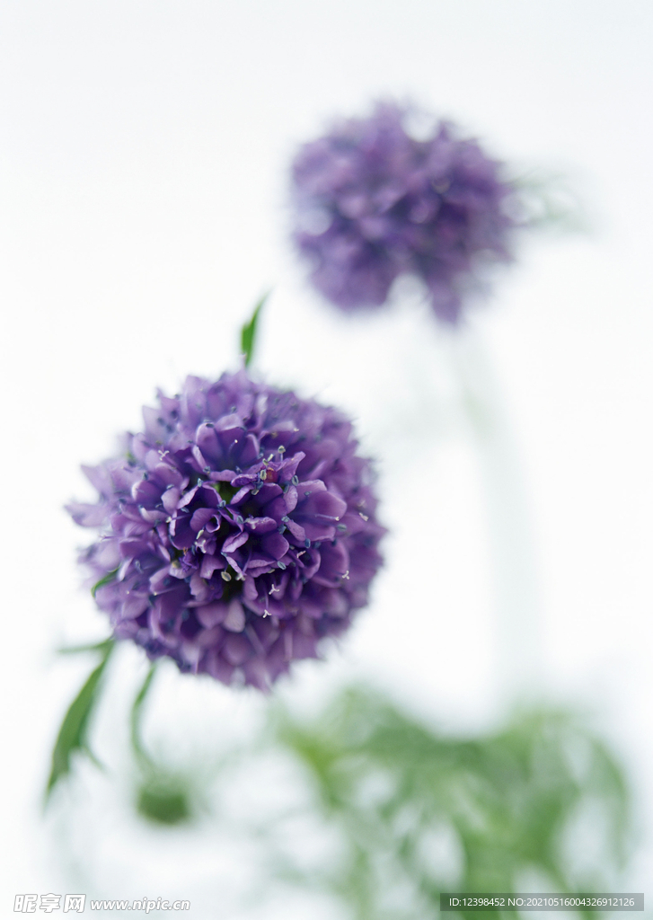绣球花