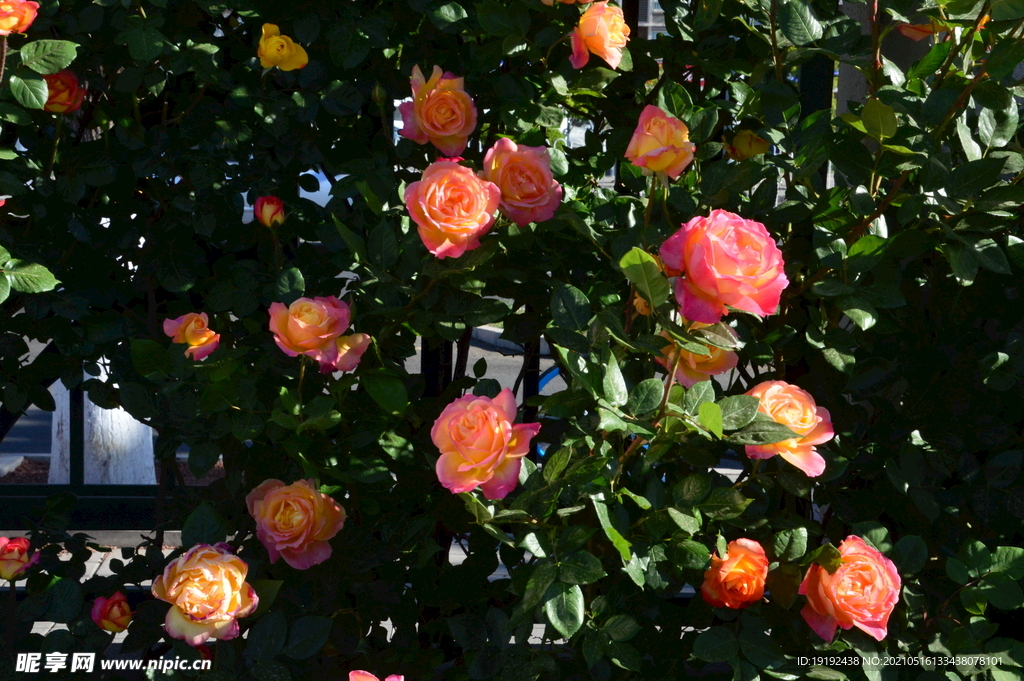 月季花 
