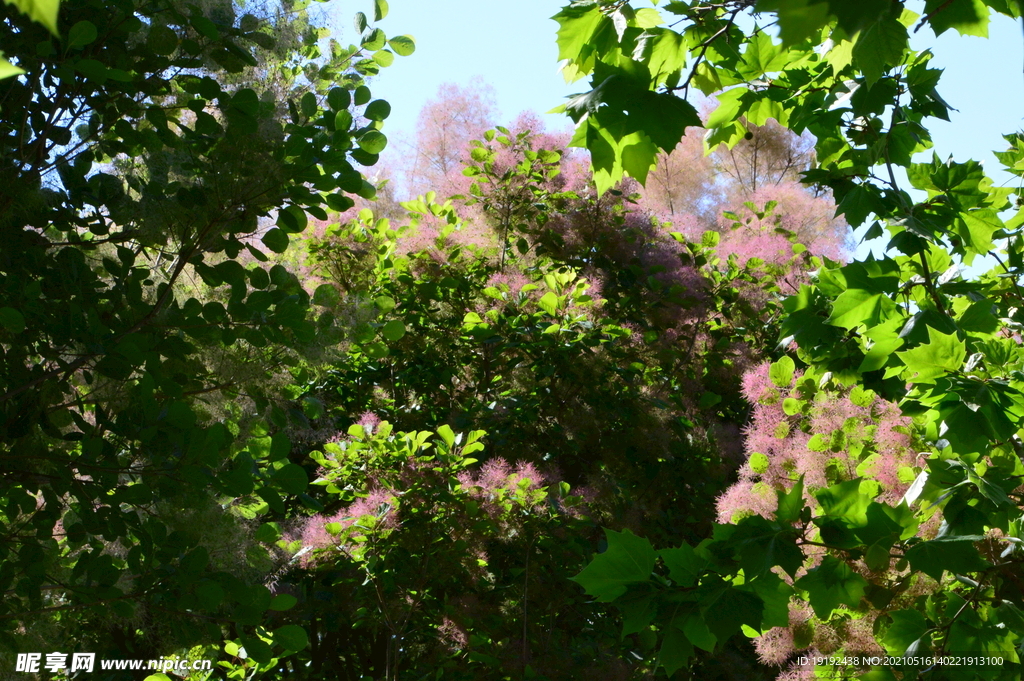 黄栌花 