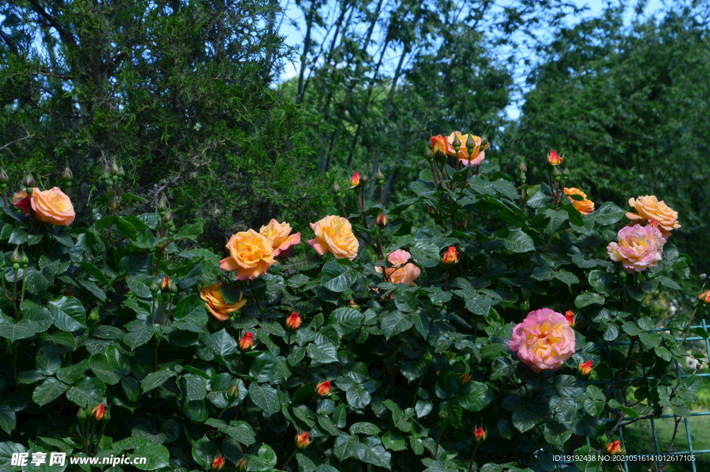 月季花 