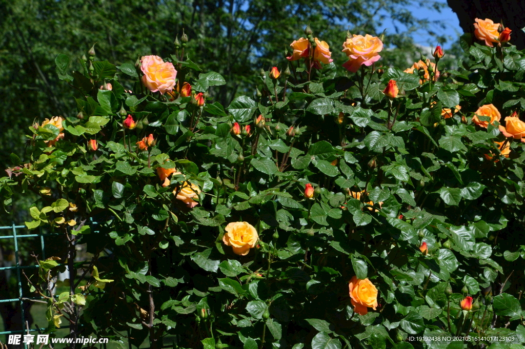 月季花