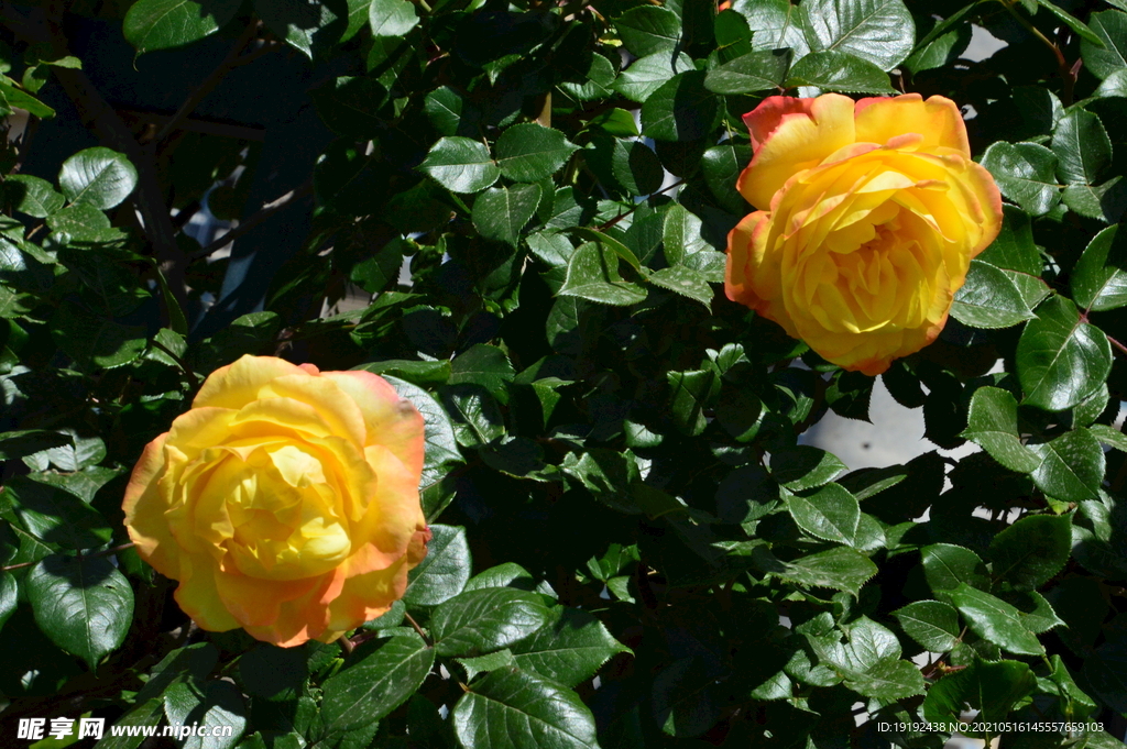 月季花 