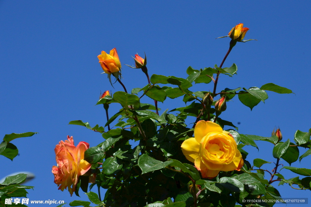 月季花 