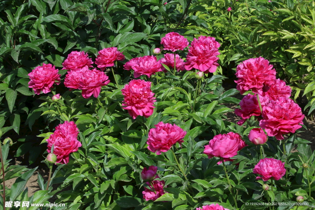 芍药花