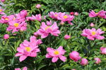芍药花