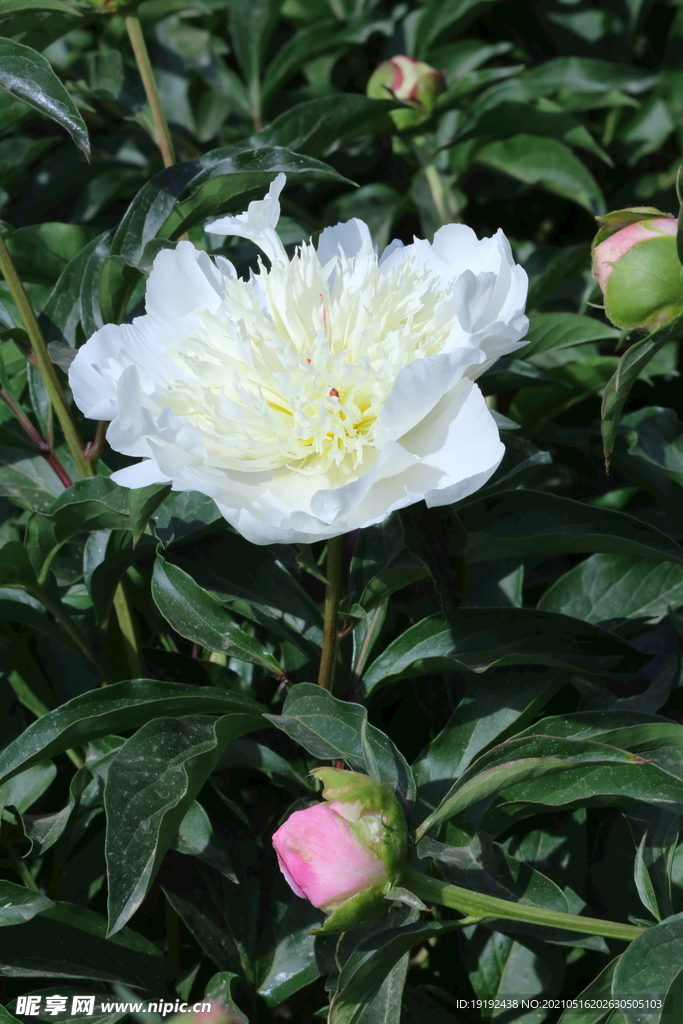 芍药花